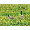 Photo Small Canadian Geese Animal title=
