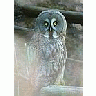 Photo Small Owl Animal