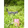 Photo Small Cat Gathering Blueberries Animal title=