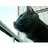 Photo Small Cat Looking Out 2 Animal title=