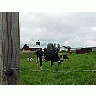 Photo Small Cow Pasture Animal title=