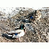Photo Small Duck Couple Resting On Waterside Animal title=