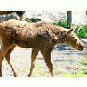 Photo Small Elk Calf Animal