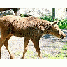Photo Small Elk Calf Animal title=