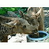 Photo Small Elk Calves Drinking 2 Animal title=