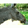 Photo Small Elk Cow Closeup Animal title=