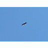 Photo Small Flying Bird Of Prey 2 Animal title=