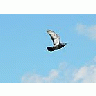 Photo Small Flying Pigeon 2 Animal