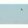 Photo Small Flying Swallow 4 Animal