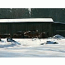 Photo Small Freezing Cattle Animal title=