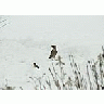 Photo Small Jay Standing In Snow Animal