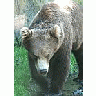 Photo Small Lumbering Bear Animal