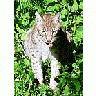 Photo Small Lynx Sitting Animal