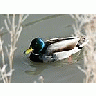 Photo Small Mallard Swimming In Cold Water Animal title=