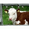 Photo Small Red And White Calf Animal