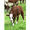 Photo Small Red And White Calf 3 Animal