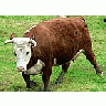Photo Small Red And White Cow Animal title=