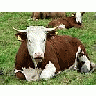 Photo Small Red And White Cow 2 Animal title=
