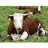 Photo Small Red And White Cow 2 Animal