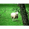 Photo Small Running Sheep Animal