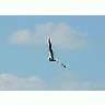 Photo Small Seagull Flying Animal title=