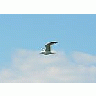 Photo Small Seagull Flying 3 Animal title=