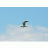 Photo Small Seagull Flying 3 Animal