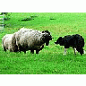 Photo Small Sheep And Sheep Dog Animal