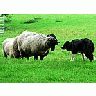 Photo Small Sheep And Sheep Dog Animal title=