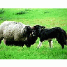 Photo Small Sheep And Sheep Dog 2 Animal