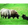 Photo Small Sheep And Sheep Dog 3 Animal