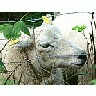 Photo Small Sheep Behind Fence Animal title=