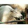 Photo Small Sheep With Closed Eyes Animal