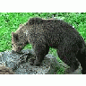 Photo Small Sniffing Bear Animal