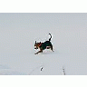 Photo Small Sporting Dog Running In Snow Animal title=