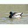 Photo Small Swimming Mallard Animal