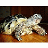 Photo Small Turtle Animal