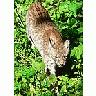 Photo Small Walking Lynx Animal