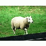 Photo Small Walking Sheep Animal