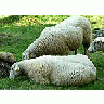 Photo Small Walking Sheep 2 Animal title=