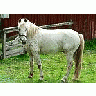 Photo Small White Horse Animal