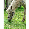 Photo Small White Horse Close Up Animal title=