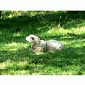 Photo Small White Sheep Resting Animal title=