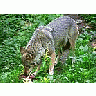 Photo Small Wolf Eating Animal title=