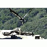Photo Small Condor Animal