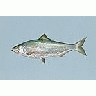 Photo Small Fish Shad Animal title=