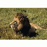 Photo Small Lion Animal