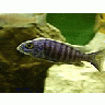 Photo Small Aquarium Fish 1 Animal