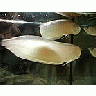 Photo Small Aquarium Fish 15 Animal title=