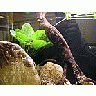 Photo Small Aquarium Fish 17 Animal title=